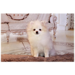 щенки померанского шпица