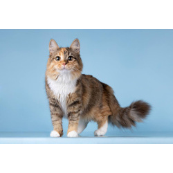 Для котёнка-подростка Фионы ищем самые добрые руки.