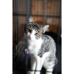 Нежный, мурчаливый котёнок Месси в дар