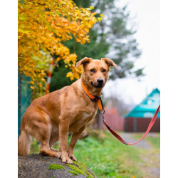 Послушная молодая собака ищет дом