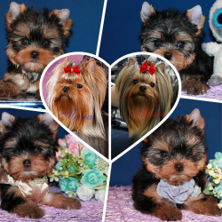 Щенки Йоркширского терьера.