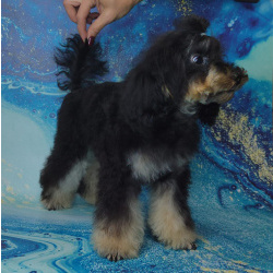 Щенок той пуделя фантом девочка ЧЕЕН