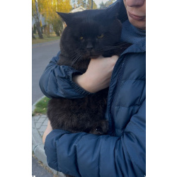 Лютик ищет дом!