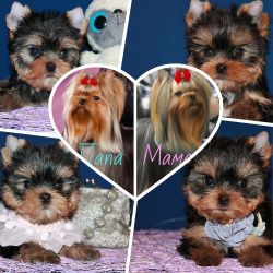 Щенки Йоркширского терьера.