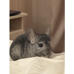 Шиншиллка Вивьен