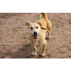 Собачка размером с корги ищет дом