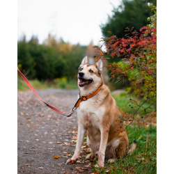 Красивый активный пёс Маффин ищет дом