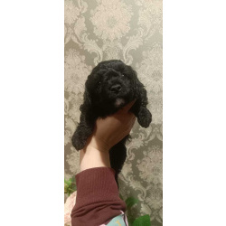 Щенки миниатюрного пуделя