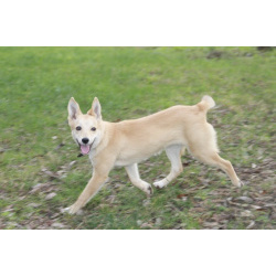 Пристраивается чудесный щенок-лисенок 6 месяцев.