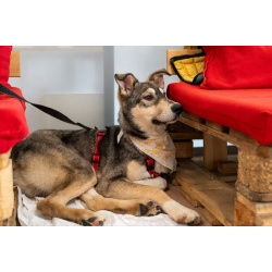 Алтай - в сердце навсегда!