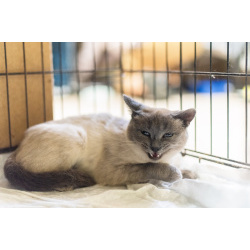 Невероятная красавица Агата в добрые руки.