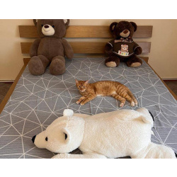 Барсик ищет семью.