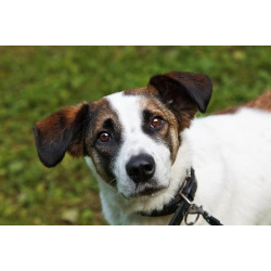 Познакомьтесь с невероятно спокойным и умным Арни!