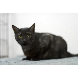 Афина – кошка редкой красоты, словно сотканная из ночи и серебра.