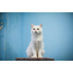 Милая и ласковая Бэлла ищет дом