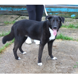 Собака-компаньон Туман мечтает о семье и доме!!!