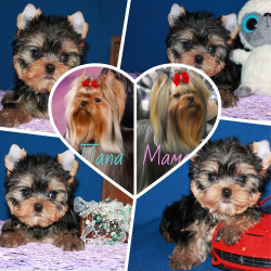 Четырехмесячный мальчик Йоркширского терьера.