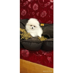 Красивые белые щенки померанский шпиц с доставкой