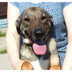 Ласковая, добрая, жизнерадостная, умненькая собака Стеша ищет дом и семью