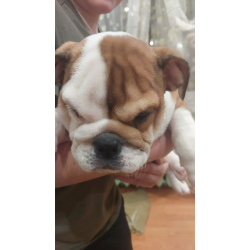 Продам английского бульдога
