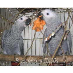 Жако птенцы выкормыши говорящие от заводчика