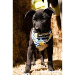 Кай - щенок, смотрящий прямо в душу, ищет любящую семью!