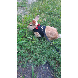 Декоративный кролик