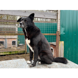 Спокойный пёс Джон со сторожевыми качествами в дар