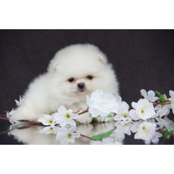 Померанский шпиц девочка белая от испанского кобеля