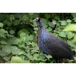 Грифовая цесарка