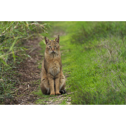 Камышовый кот