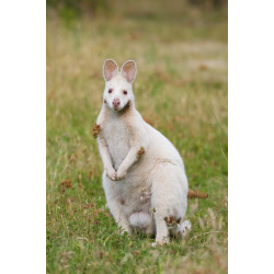 Кенгуру Беннета