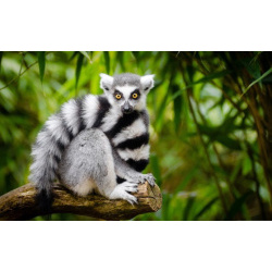 Лемур Катта