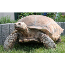 Шпороносная черепаха