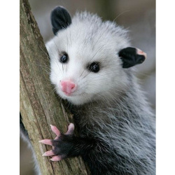 Южный опоссум