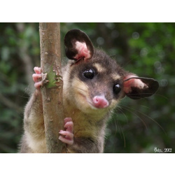 Четырехглазый опоссум