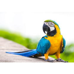 Сине-желтый Ара