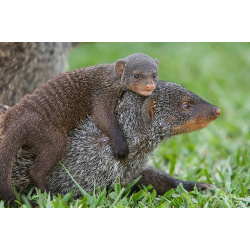 Полосатый мангуст