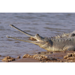 Гавиаловый крокодил