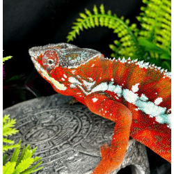 Пантеровый хамелеон