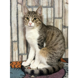 Воспитанный кот Тимоша в добрые руки