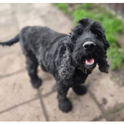 Ищет дом английский кокер-спаниель Даня.