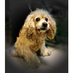 Ищет дом американский кокер-спаниель Тоша