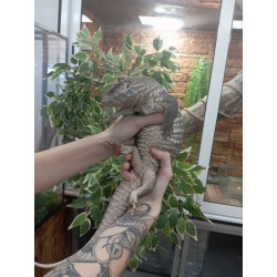 Капский варан