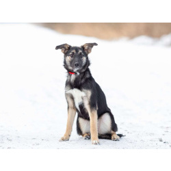 Весёлая девочка Золушка в самые добрые руки!