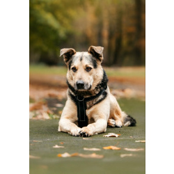 Собака Барри в добрые руки