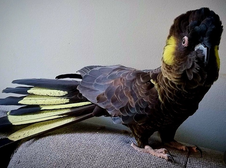 Желтохвостый черный какаду (Zanda funerea) птенцы выкормыши из питомника