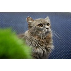 Очень ласковая и спокойная кошечка Дымка в дар