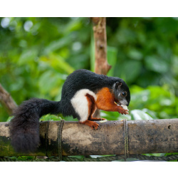 Белка Превоста