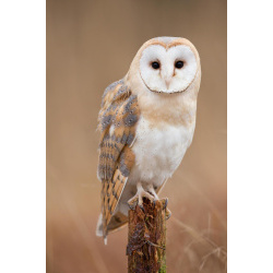 Обыкновенная сипуха